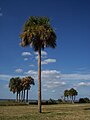 Սաբալ ափի ծառը` Հարավային Կարոլինա նահանգի խորհրդանիշ