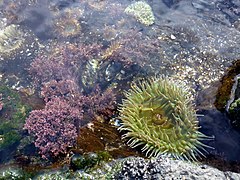 Tide pool near Yachats