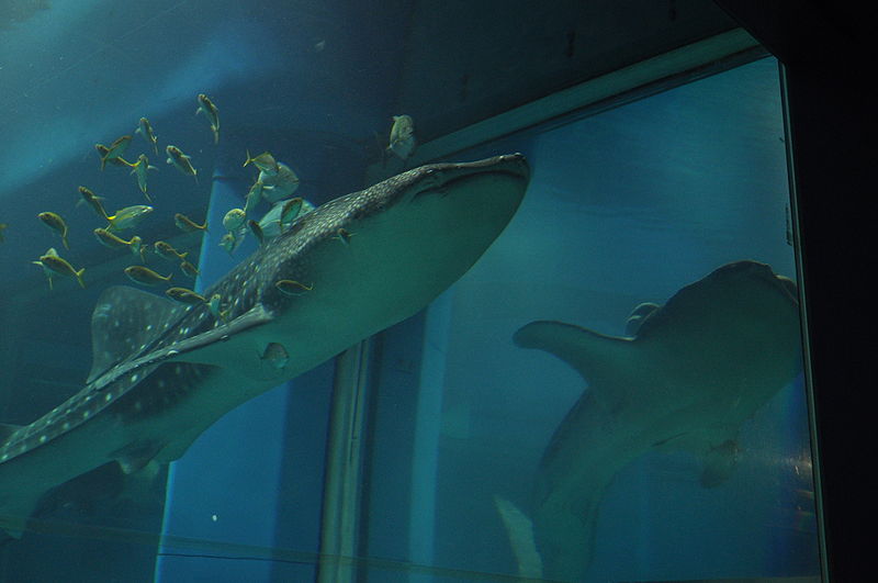 File:Whale-shark kayukan01.JPG