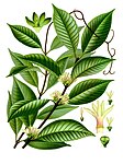 Willughbeia coriacea — Виллугбея (русского названия вида нет)