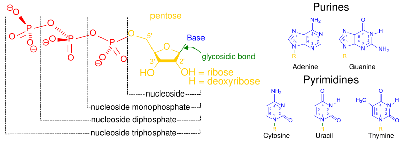 File:Nucleotides 1.svg