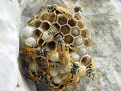 Niño en construción de Polistes dominula