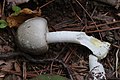 Agaricus moelleri