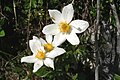 Anemone baldensis flowers