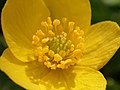 * Nomination: Yellow Anemone flower in Poland (by Salicyna) --Gpkp 19:24, 14 August 2024 (UTC) * * Review needed