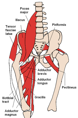 Complexus musculorum adductorum: Musculus adductor magnus est in parte inferiori imaginis