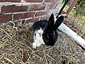 An elderly black and white domesticated rabbit of unknown breed