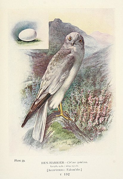 File:Britain's birds and their nests (1910) (14755052222).jpg