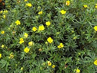 Potentilla fruticosa