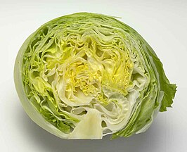 Iceberg lettuce