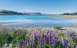 Jezioro Tekapo