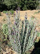 Lavanda