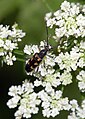 Anoplodera sexguttata (Fabricius, 1775)