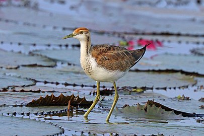 juvenile has a dark stripe on the side of the neck, unlike a young bronze-winged jacana.