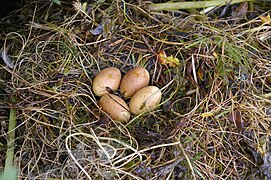 Eggs of Slavonian Grebe (Podicaps auritus) on the banks of Mývatn