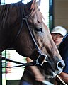 Speightstown being led out for exercise, July 2015