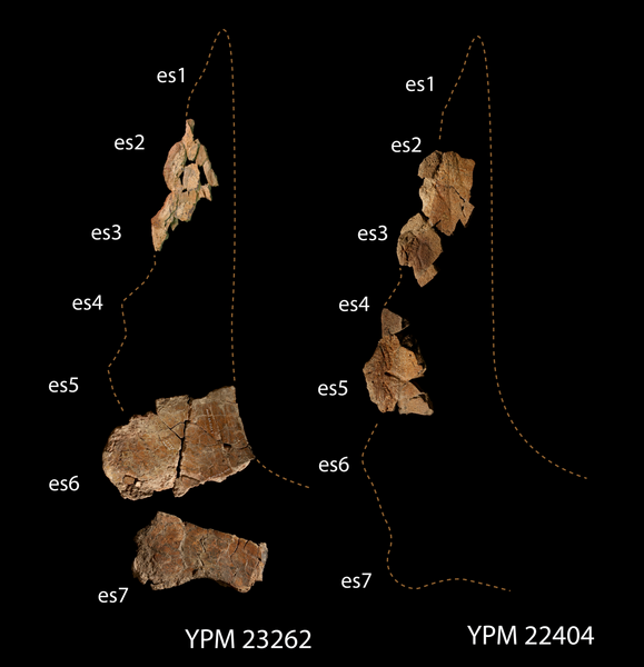 File:Squamosal.png