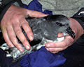 Magenta petrel