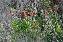 Fritillaria Imperialis in Dena, Iran