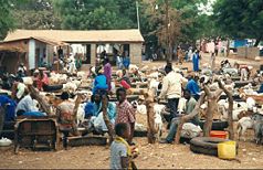 Viehmarkt in Abuko