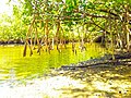 Mangroves