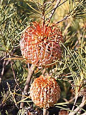 var. pumilio in gravelpit near Cataby