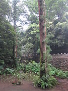 400- to 500-year-old trees in Nanhua Temple