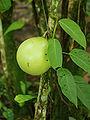 Calabash tree