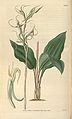 Eltroplectris calcarata (as syn. Neottia calcarata) plate 3403 in: Curtis's Bot. Magazine (Orchidaceae), vol. 62, (1835)