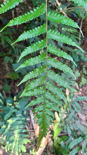 File:Fern leaf December.jpg