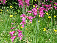 Gladiolus communis subsp. byzantinus