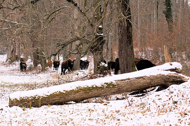 File:Heck cattle group island of Wörth.JPG