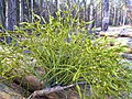 V. a. austriacum na Pinus sylvestris, Poljska