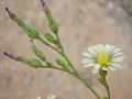 Lactuca serriola