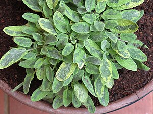 Salvia officinalis Icterina.