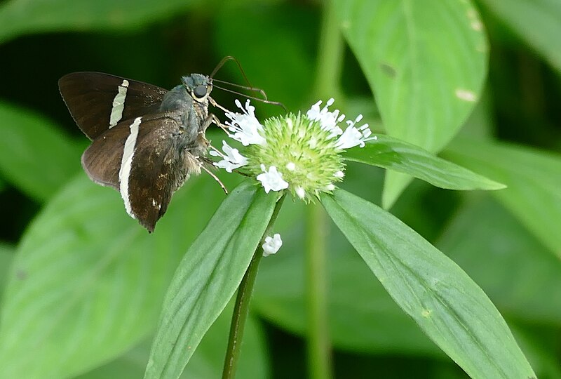 File:Sharp Banded Skipper (Autochton zarex) on a Rubiaceae (Spermacoce capitata) ... (38860274900).jpg