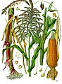 Zea mays L.