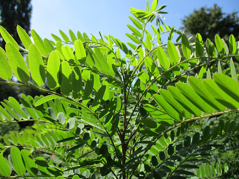 File:20200902Amorpha fruticosa1.jpg