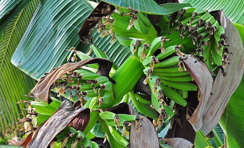 File:Musa acuminata, Burdwan, West Bengal, India 29 09 2012.JPG