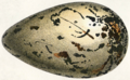 Français : Oeuf de grand pingouin English: Egg of great auk