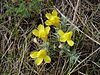 Cymbaria dahurica