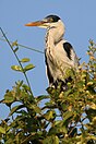 Cocoi heron