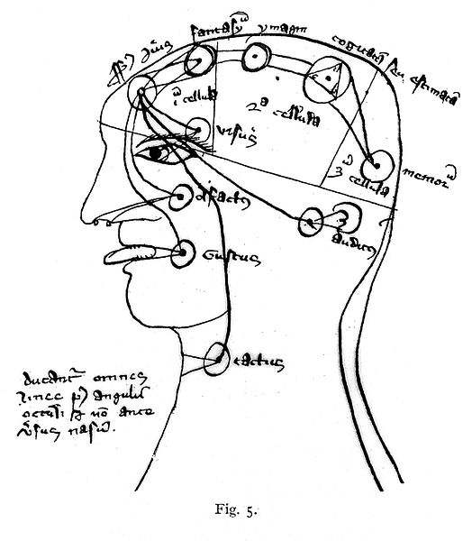 File:Drawing; head, showing cells of brain ventricles, circa 1347. Wellcome L0010724.jpg