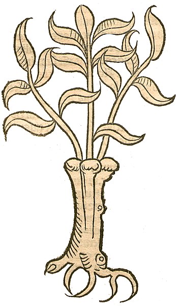 File:Hortus Salix.jpg