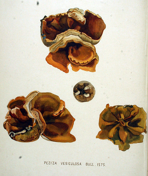 File:Peziza vesiculosa — Flora Batava — Volume v20.jpg