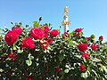 Rosas da Praça da Liberdade, Tiblíssi