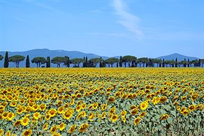 Castiglione della Pescaia’daki ayçiçeği tarlası, Maremma
