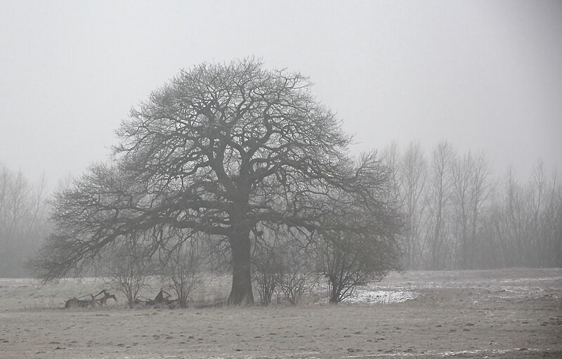 File:Winterlandschaft im Bruch.JPG