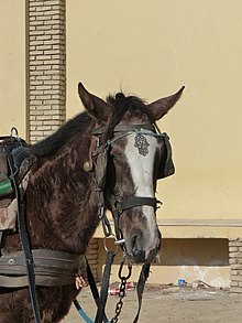 Photo de la tête d'un cheval harnaché