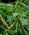 Chinese mantis (Georgia)